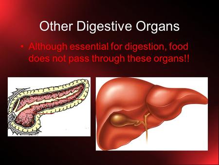 Other Digestive Organs