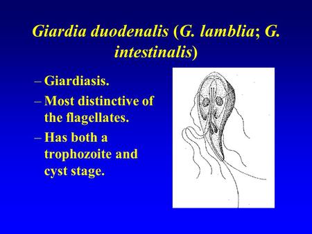 Giardia duodenalis (G. lamblia; G. intestinalis) –Giardiasis. –Most distinctive of the flagellates. –Has both a trophozoite and cyst stage.