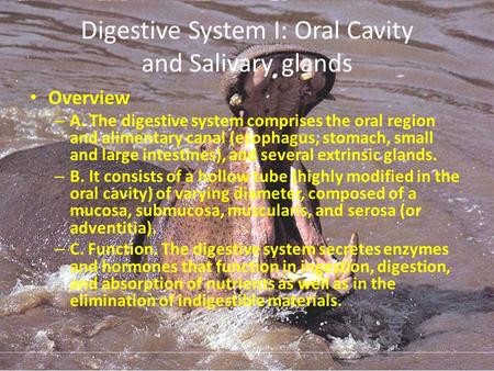 Digestive System I: Oral Cavity and Salivary glands