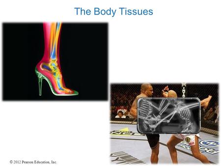 The Body Tissues.