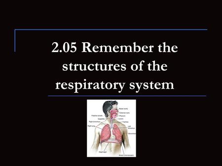 2.05 Remember the structures of the respiratory system