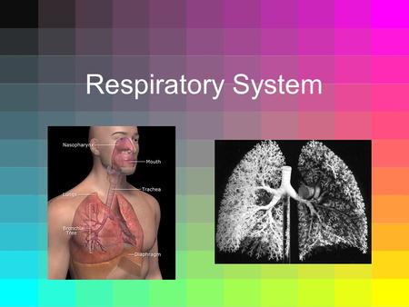 Respiratory System. Function of Respiratory System  Supplies oxygen to the blood and removes carbon dioxide.  Breathing – fresh air moves into your.