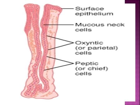 Gastric Mucosal Barrier