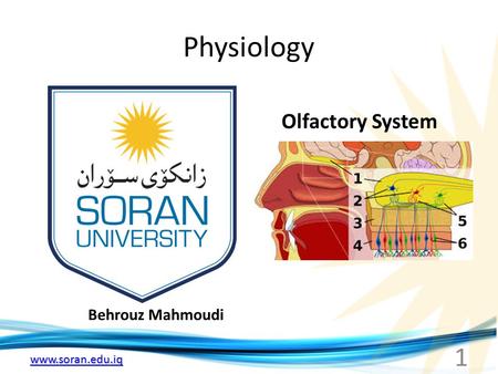 Www.soran.edu.iq Physiology Behrouz Mahmoudi Olfactory System 1.