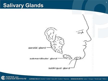1 Salivary Glands. 2 MAJOR SALIVARY GLANDS SUPPLY SECRETION TO THE ORAL CAVITY  Serous Glands- secrete serum (which is a clear liquid 90% water)  Mucous.