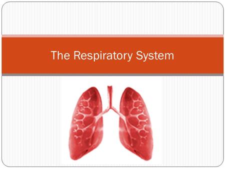 The Respiratory System. The Respiratory System Overview The primary function of the respiratory system is to bring in oxygen into the body and remove.