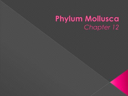 Phylum Mollusca Chapter 12