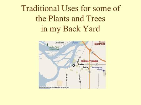Traditional Uses for some of the Plants and Trees in my Back Yard.