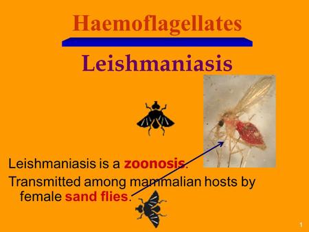 Haemoflagellates Leishmaniasis Leishmaniasis is a zoonosis.