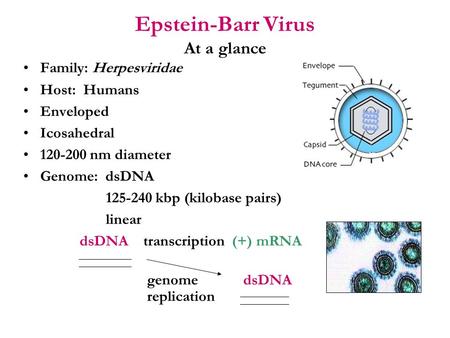 Epstein-Barr Virus At a glance Family: Herpesviridae Host: Humans Enveloped Icosahedral 120-200 nm diameter Genome: dsDNA 125-240 kbp (kilobase pairs)