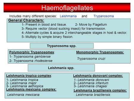 Haemoflagellates General Characters: Includes many different species: