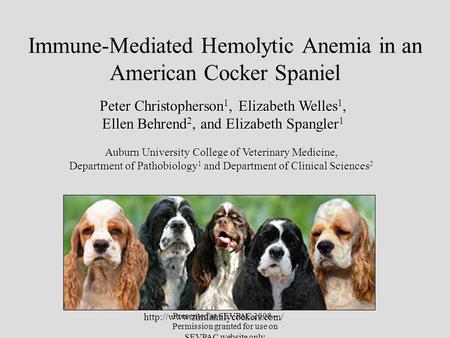 Immune-Mediated Hemolytic Anemia in an American Cocker Spaniel
