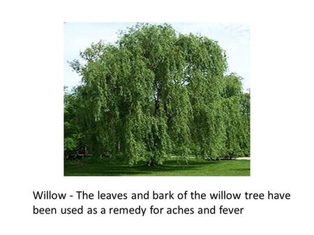 Willow - The leaves and bark of the willow tree have been used as a remedy for aches and fever.