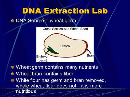 DNA Extraction Lab DNA Source = wheat germ Wheat germ contains many nutrients Wheat bran contains fiber White flour has germ and bran removed, whole wheat.
