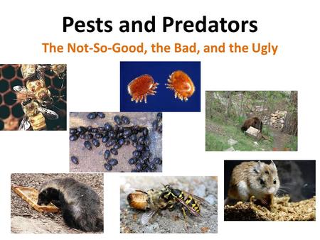 Pests and Predators The Not-So-Good, the Bad, and the Ugly.