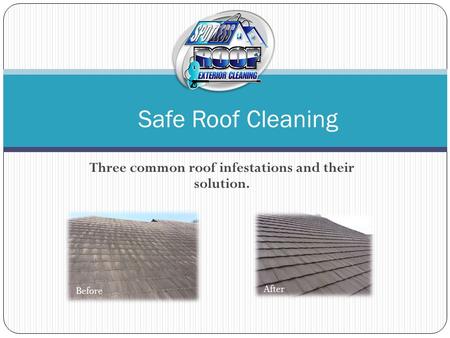 Three common roof infestations and their solution. Safe Roof Cleaning Before After.