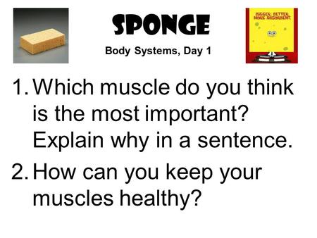SPONGE Body Systems, Day 1