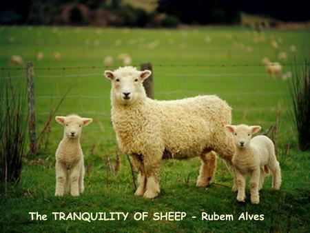 The TRANQUILITY OF SHEEP - Rubem Alves The night was dark, the sky had no stars. Occasionally we could hear the howling of a wolf from distance, mixed.