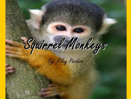Squirrel Monkeys By: Riley Parker