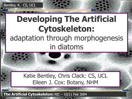 Bentley, K. CS, UCL The Artificial Cytoskeleton: NIC – 10/11 Feb 2004 Developing The Artificial Cytoskeleton: adaptation through morphogenesis in diatoms.