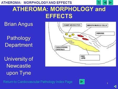ATHEROMA: MORPHOLOGY and EFFECTS