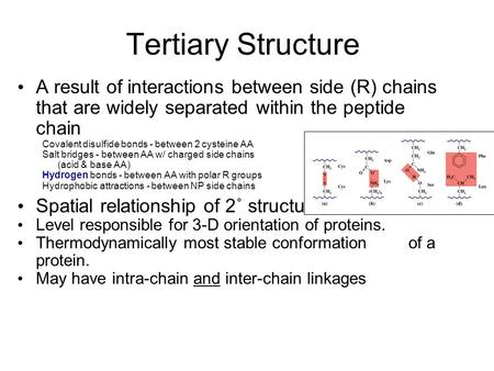 Tertiary Structure A result of interactions between side (R) chains that are widely separated within the peptide chain Covalent disulfide bonds - between.