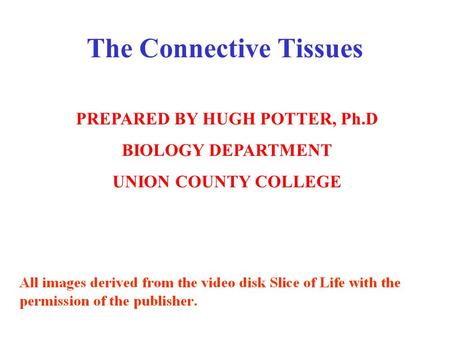 PREPARED BY HUGH POTTER, Ph.D BIOLOGY DEPARTMENT UNION COUNTY COLLEGE The Connective Tissues.