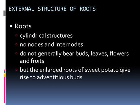 EXTERNAL STRUCTURE OF ROOTS  Roots  cylindrical structures  no nodes and internodes  do not generally bear buds, leaves, flowers and fruits  but the.