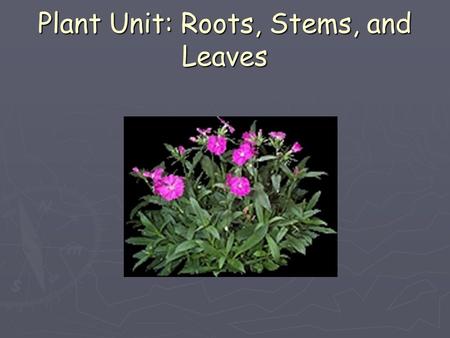 Plant Unit: Roots, Stems, and Leaves. What are Xylem and Phloem? ► Transport System ► Similar to our veins and arteries ► Xylem – moves water from roots.