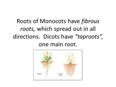 Roots of Monocots have fibrous roots, which spread out in all directions. Dicots have “taproots”, one main root.