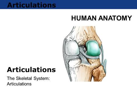 The Skeletal System: Articulations