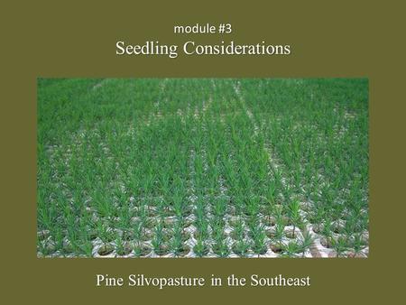 Module #3 Seedling Considerations Pine Silvopasture in the Southeast.