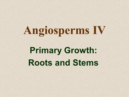 Angiosperms IV Primary Growth: Roots and Stems. Roots and Root Systems Root Systems are often classified as either: –TAP ROOT SYSTEMS (found most commonly.