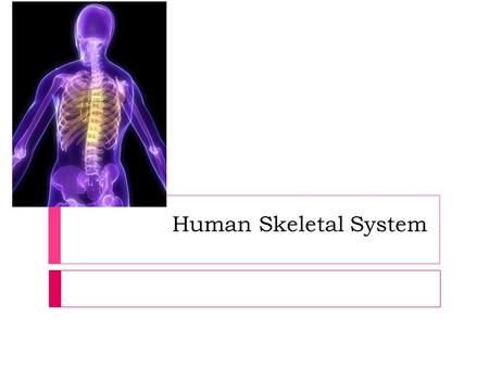 Human Skeletal System. _________________________ of the Human Endoskeleton 1. Body framework, support and protection 2. Base for muscle attachment (tendons.