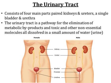 The Urinary Tract Consists of four main parts paired kidneys & ureters, a single bladder & urethra The urinary tract is a pathway for the elimination of.