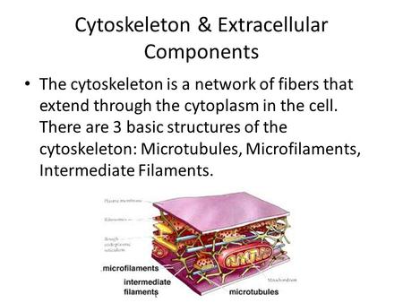 Cytoskeleton & Extracellular Components The cytoskeleton is a network of fibers that extend through the cytoplasm in the cell. There are 3 basic structures.