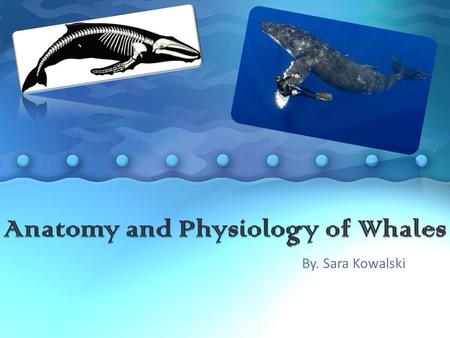 By. Sara Kowalski. Toothed Whales vs. Baleen Whales Toothed Whales (Odontoceti) Baleen Whales (Mysticeti) Toothed whales are predators that use their.