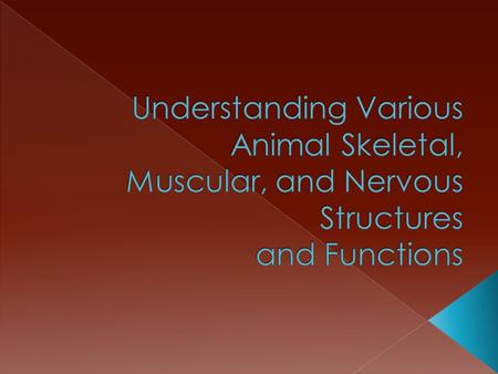  Which organ systems do you think are most necessary for the horse to create bodily movement?