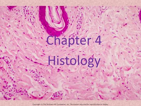 Chapter 4 Histology Copyright (c) The McGraw-Hill Companies, Inc. Permission required for reproduction or display.