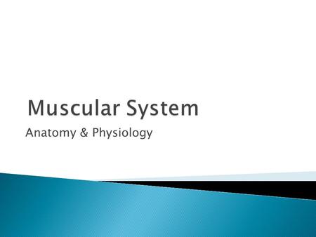Muscular System Anatomy & Physiology.