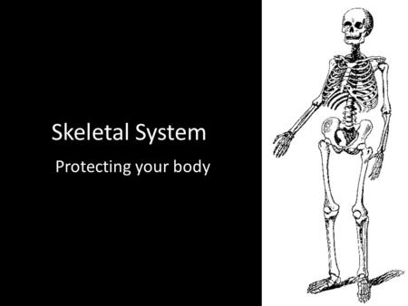 Skeletal System Protecting your body. Skeletal System System of bones and cartilage protecting your body and your vital organs while producing and storing.