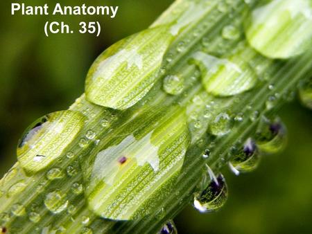 Plant Anatomy (Ch. 35).