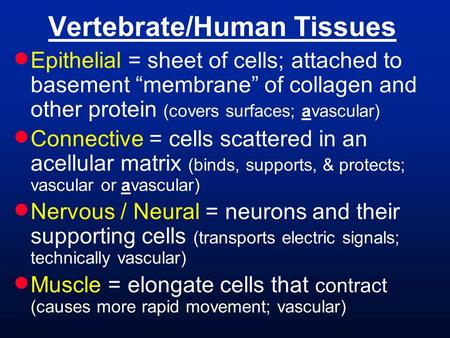 Vertebrate/Human Tissues  Epithelial = sheet of cells; attached to basement “membrane” of collagen and other protein (covers surfaces; avascular)  Connective.