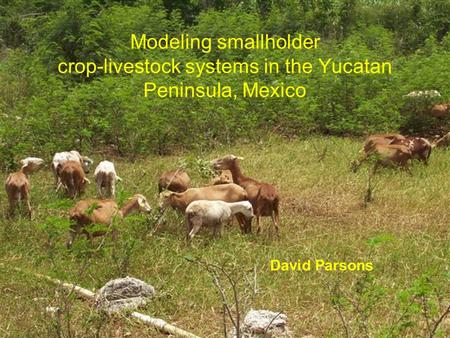 Modeling smallholder crop-livestock systems in the Yucatan Peninsula, Mexico David Parsons.