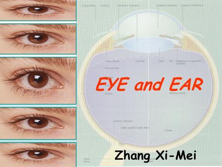 EYE and EAR Zhang Xi-Mei. Introduction: ª Eyes: the visual organ. § Ears: the organ of hearing and equilibrium.