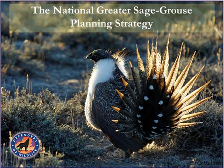 The National Greater Sage-Grouse Planning Strategy.