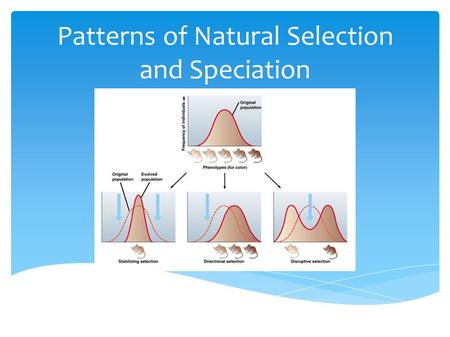Patterns of Natural Selection and Speciation