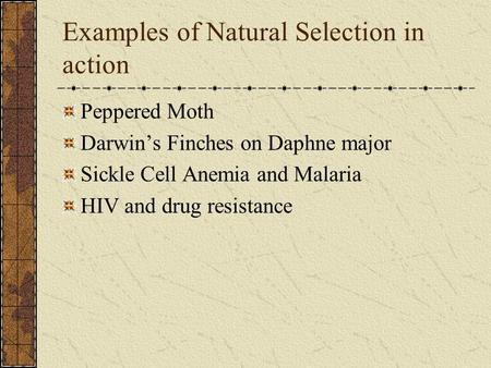 Examples of Natural Selection in action Peppered Moth Darwin’s Finches on Daphne major Sickle Cell Anemia and Malaria HIV and drug resistance.