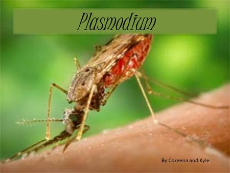 Plasmodium By Coreena and Kyle. What is Malaria The disease How people get Malaria Symptoms Causes Life cycle Who is at risk Complications Prevention.