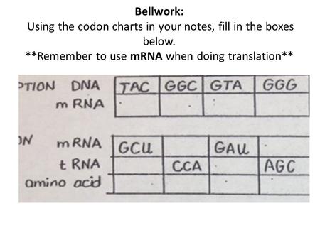 Bellwork: Using the codon charts in your notes, fill in the boxes below. **Remember to use mRNA when doing translation**